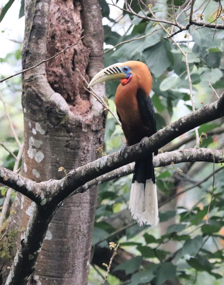 Rufous-necked Hornbill - Sunil Zaveri