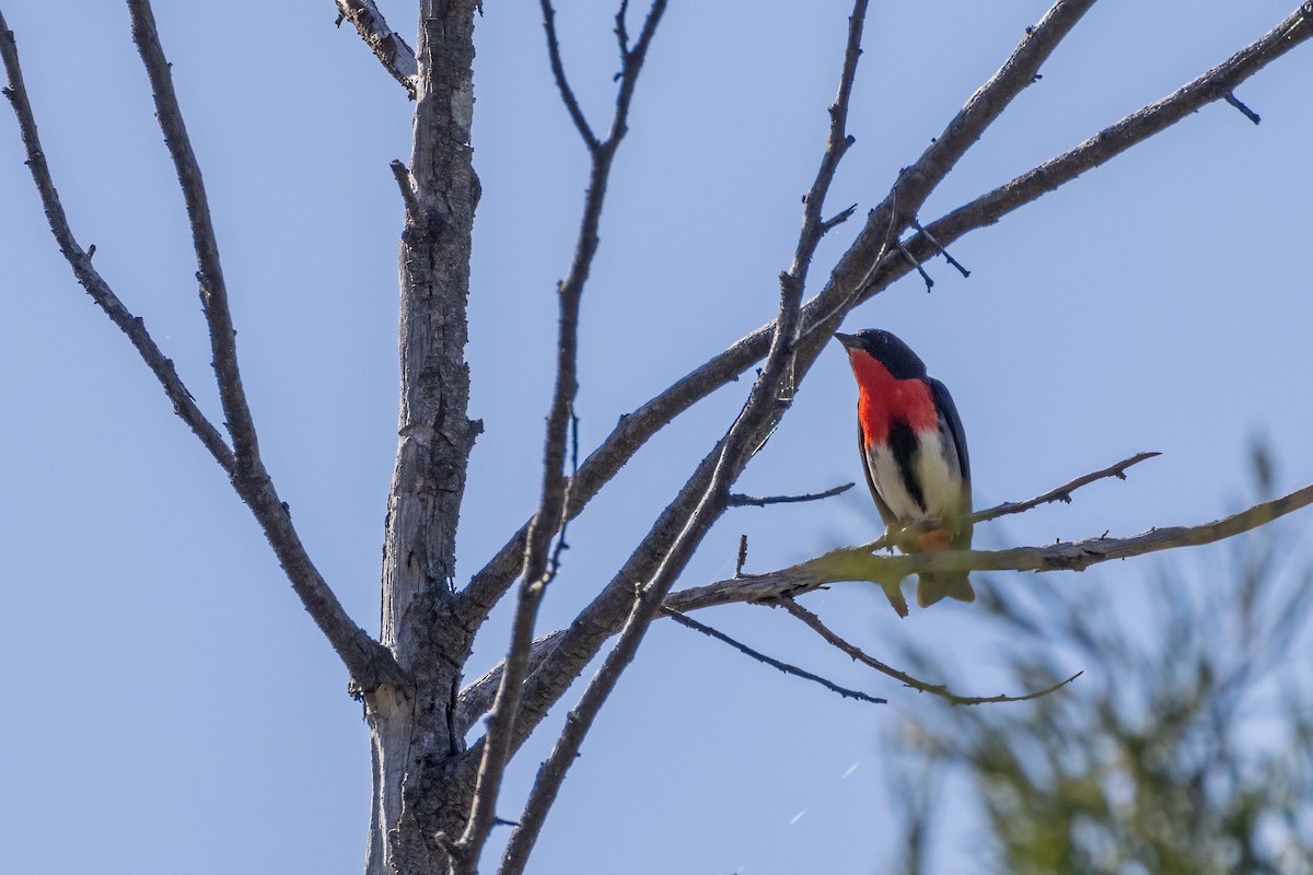 Mistletoebird - Julie Clark