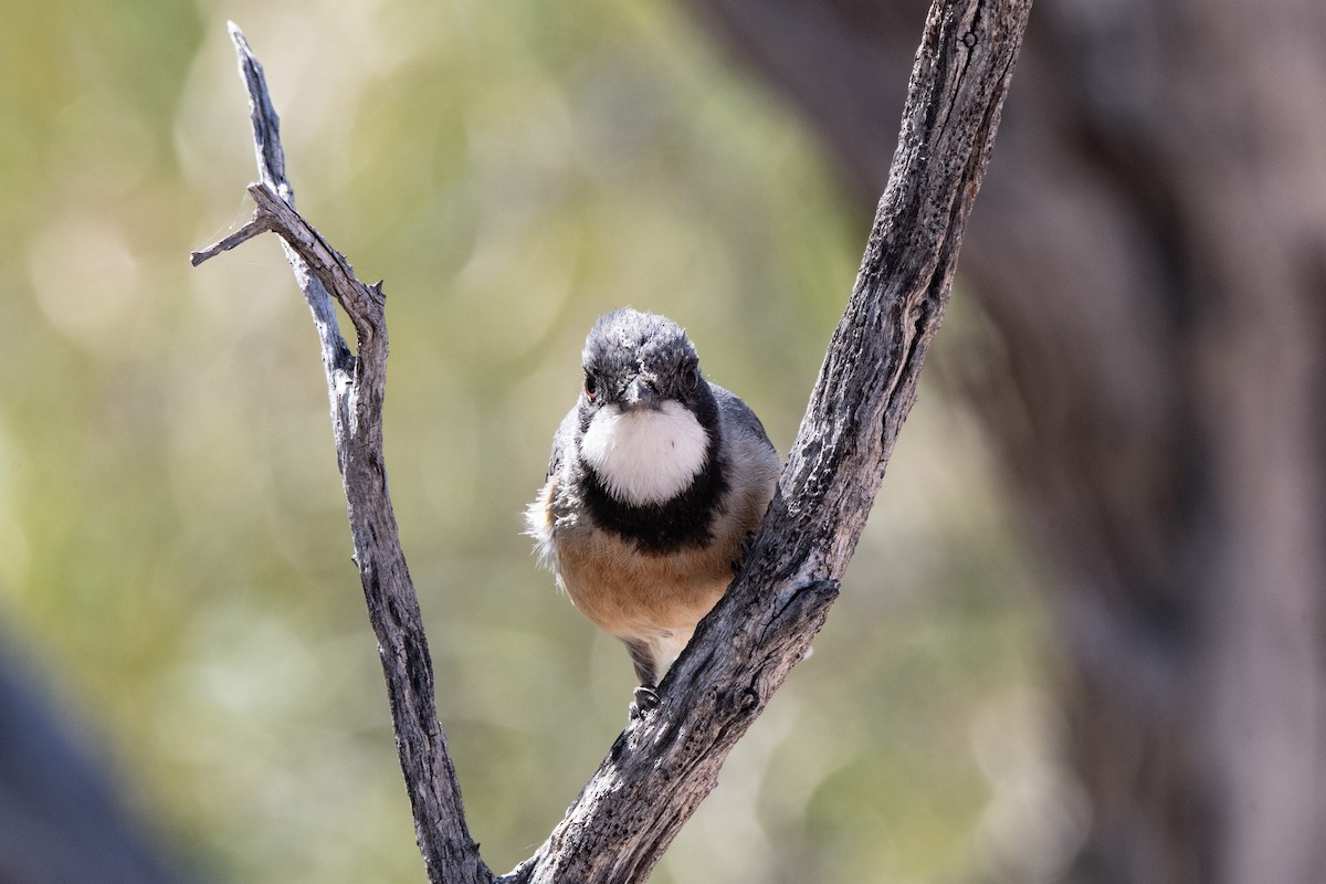 Rufous Whistler - ML623792184