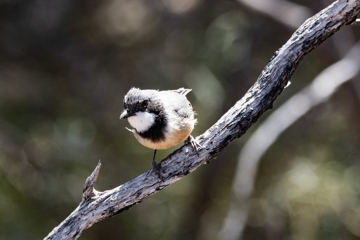 Rufous Whistler - ML623792207