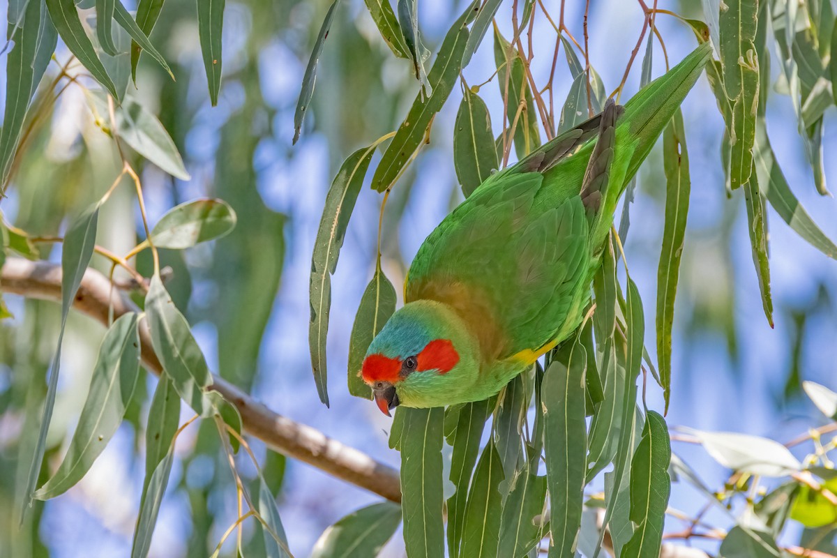 Musk Lorikeet - ML623792217