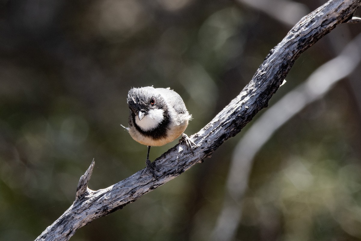 Rufous Whistler - ML623792222