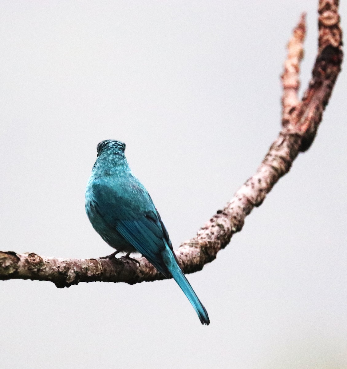 Verditer Flycatcher - ML623792225