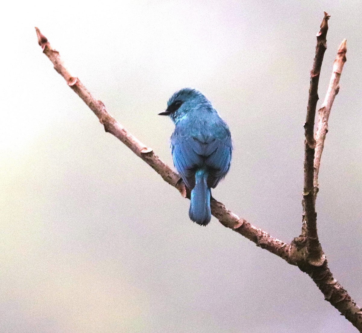 Verditer Flycatcher - ML623792227