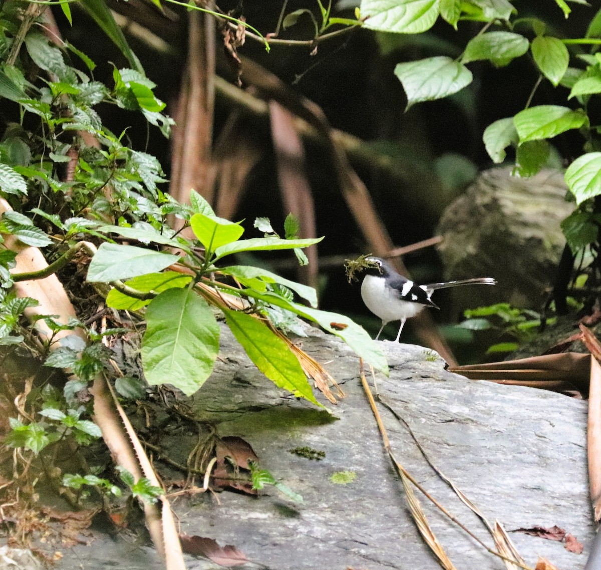 Slaty-backed Forktail - ML623792232