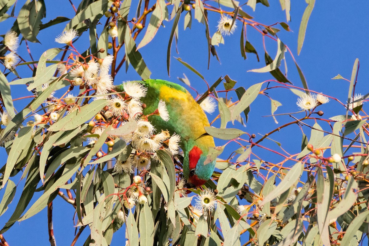 Musk Lorikeet - ML623792235