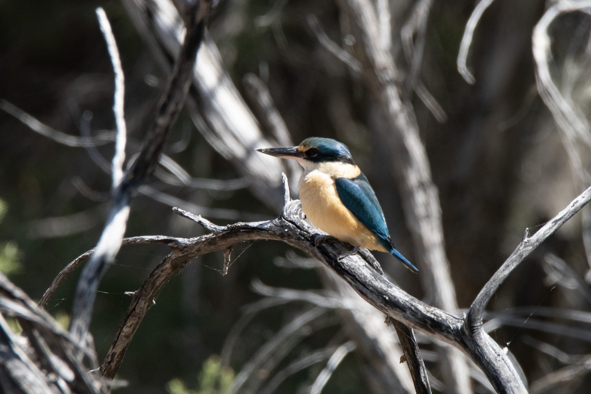 Sacred Kingfisher - ML623792236