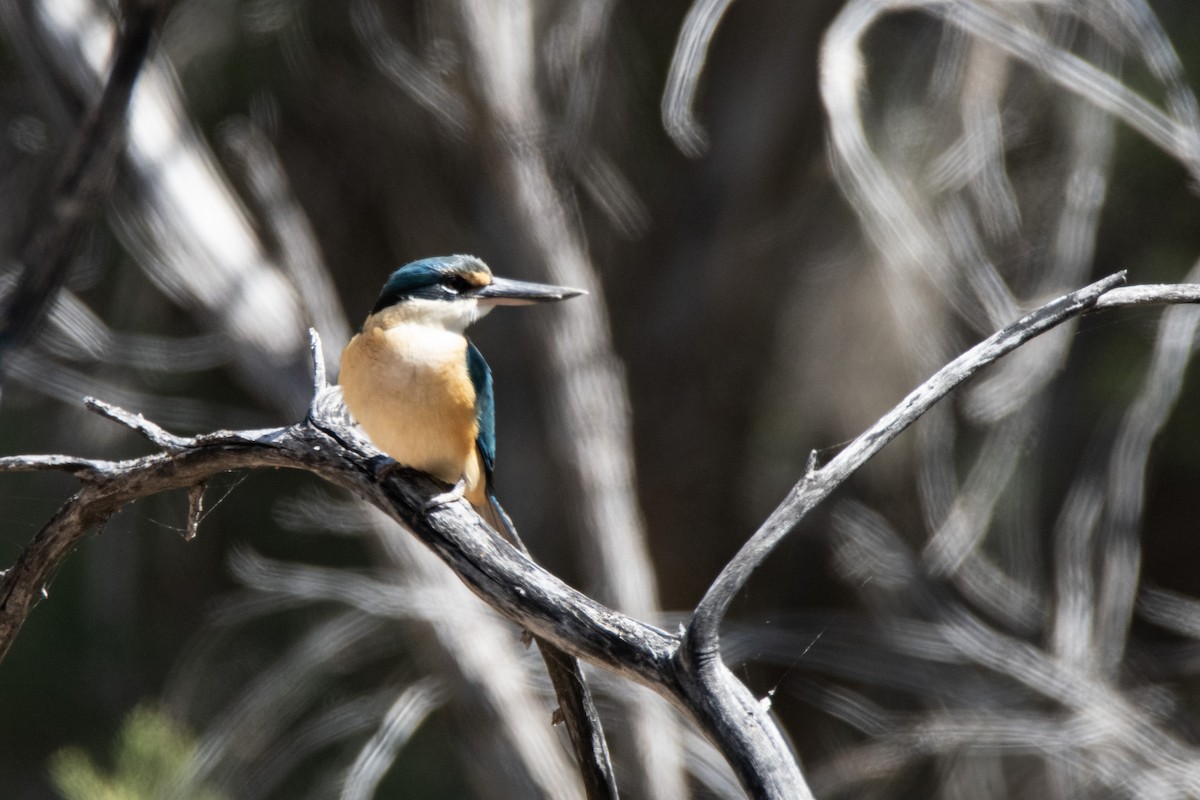 Sacred Kingfisher - ML623792238