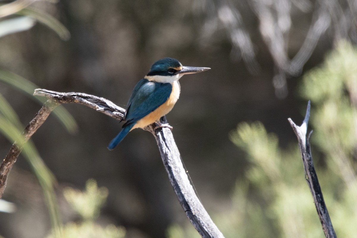 Sacred Kingfisher - ML623792261