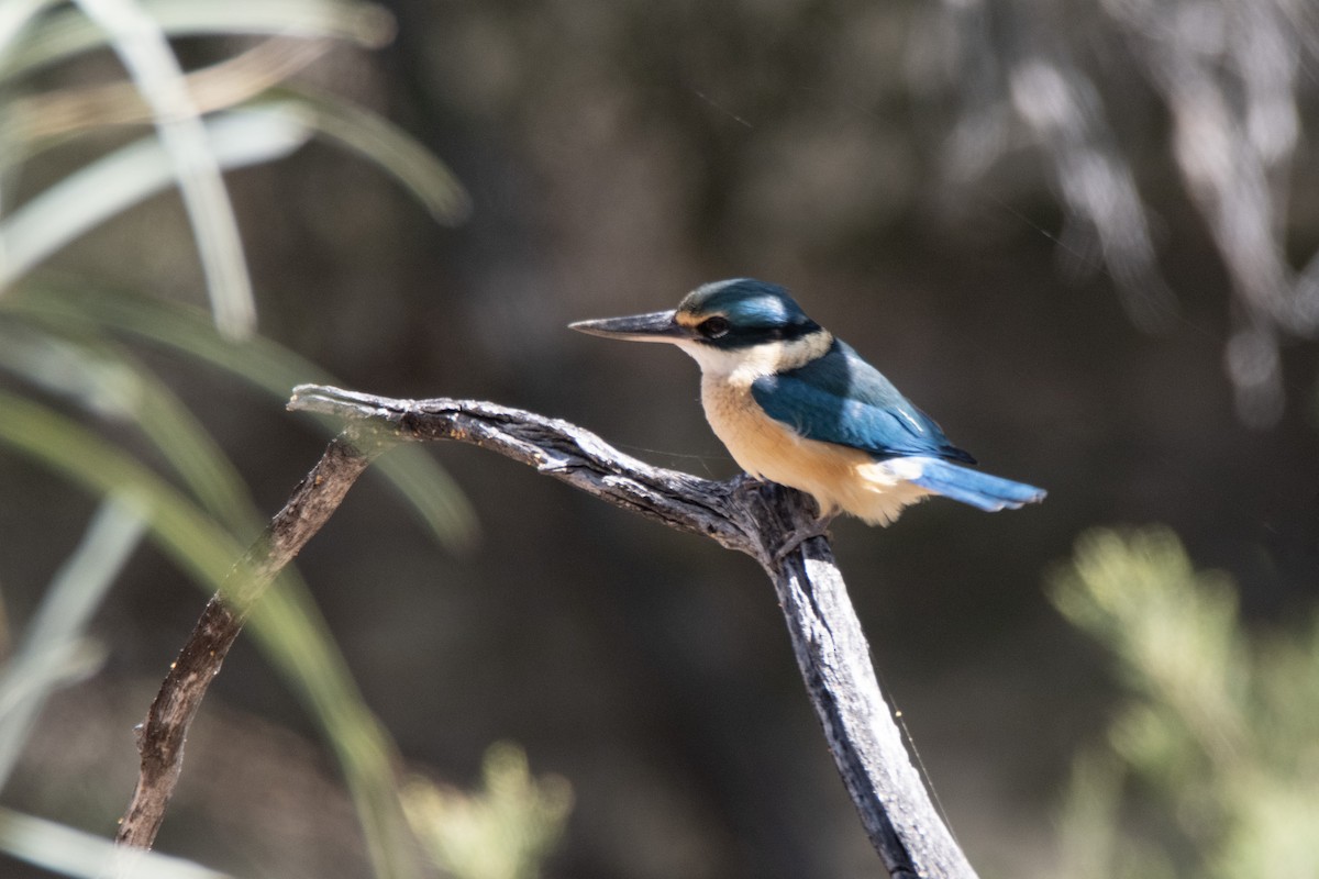 Sacred Kingfisher - ML623792281