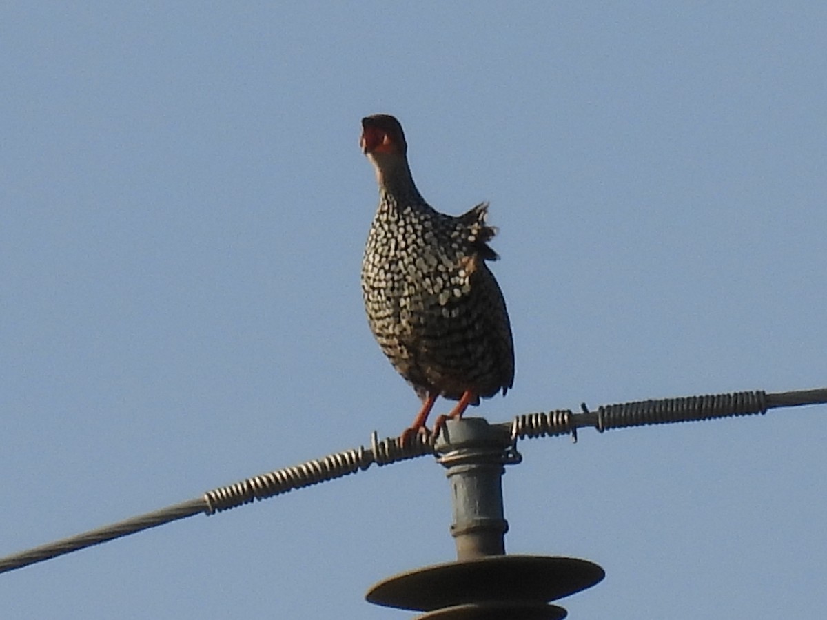 Painted Francolin - ML623792300