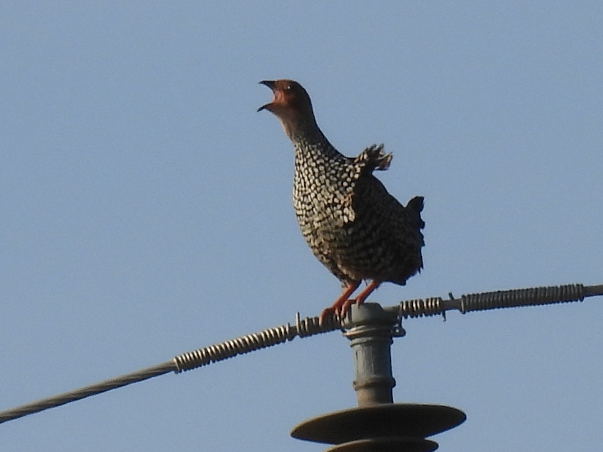 Painted Francolin - ML623792301