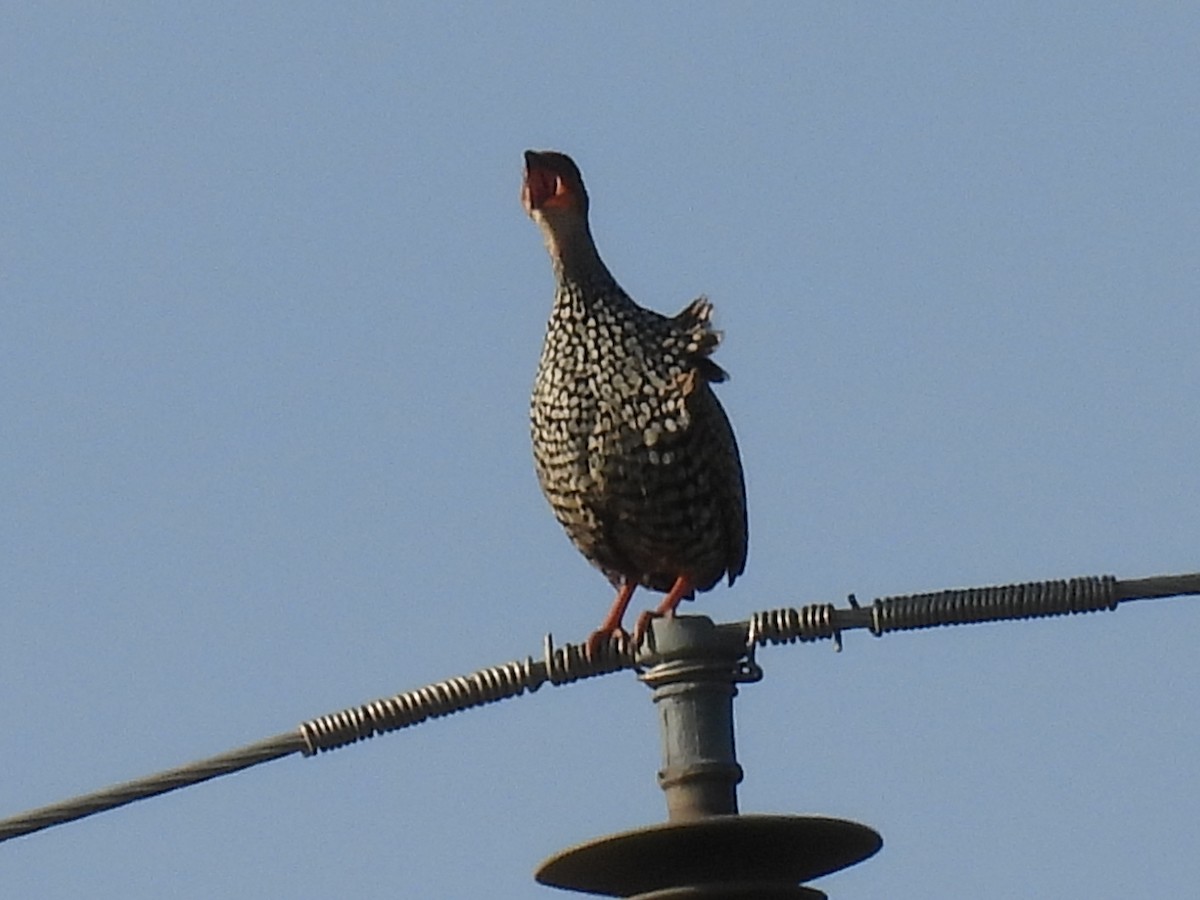 Painted Francolin - ML623792302