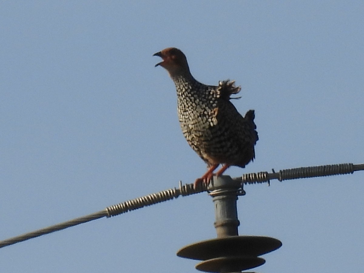 Painted Francolin - ML623792304