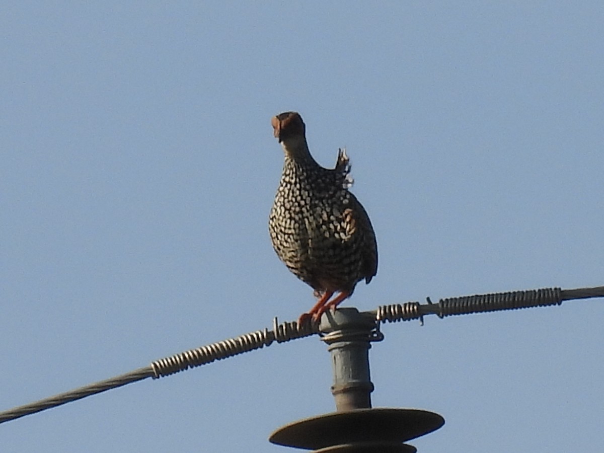 Painted Francolin - ML623792305