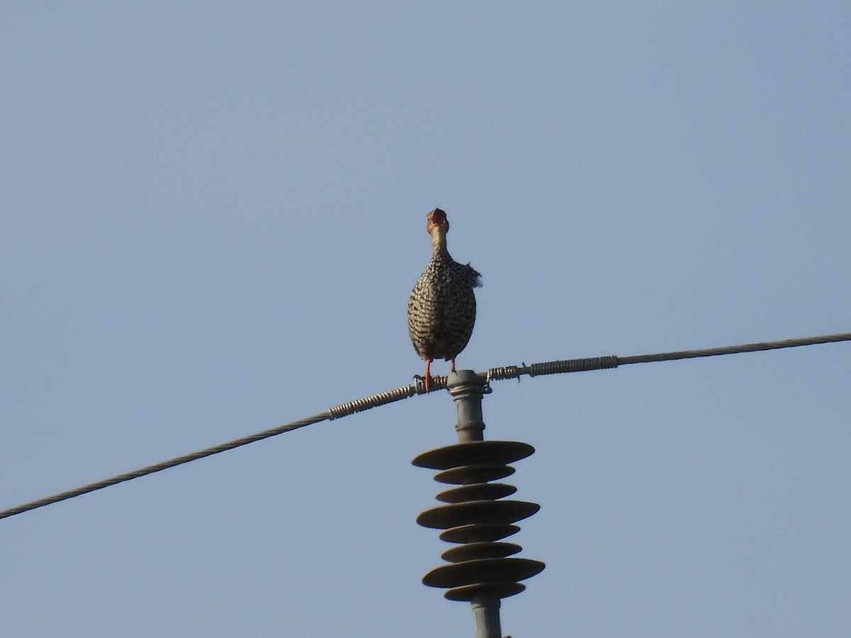 Painted Francolin - ML623792306