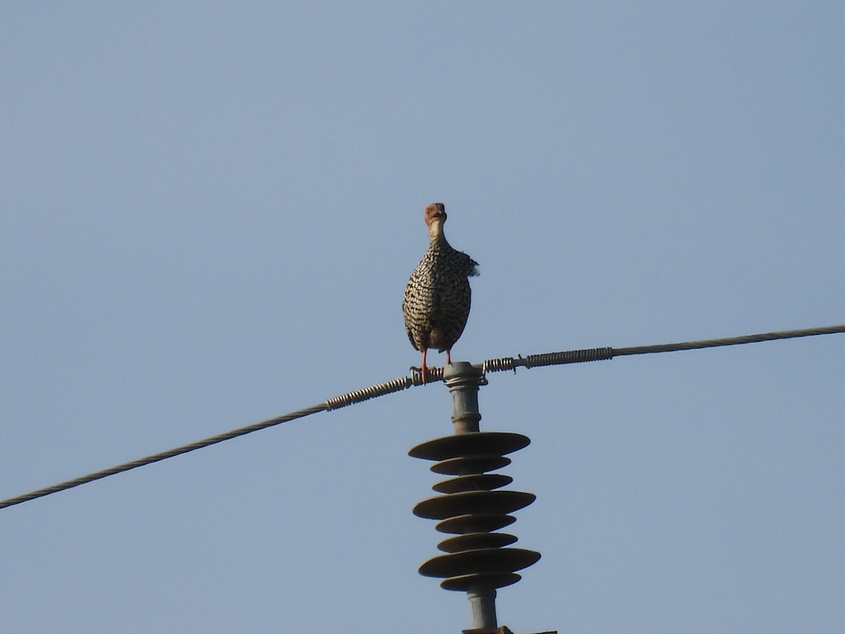 Painted Francolin - ML623792307