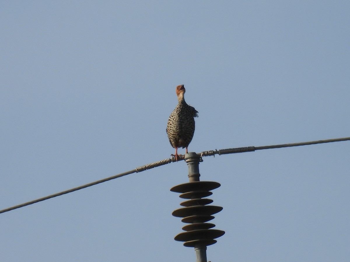 Painted Francolin - ML623792308