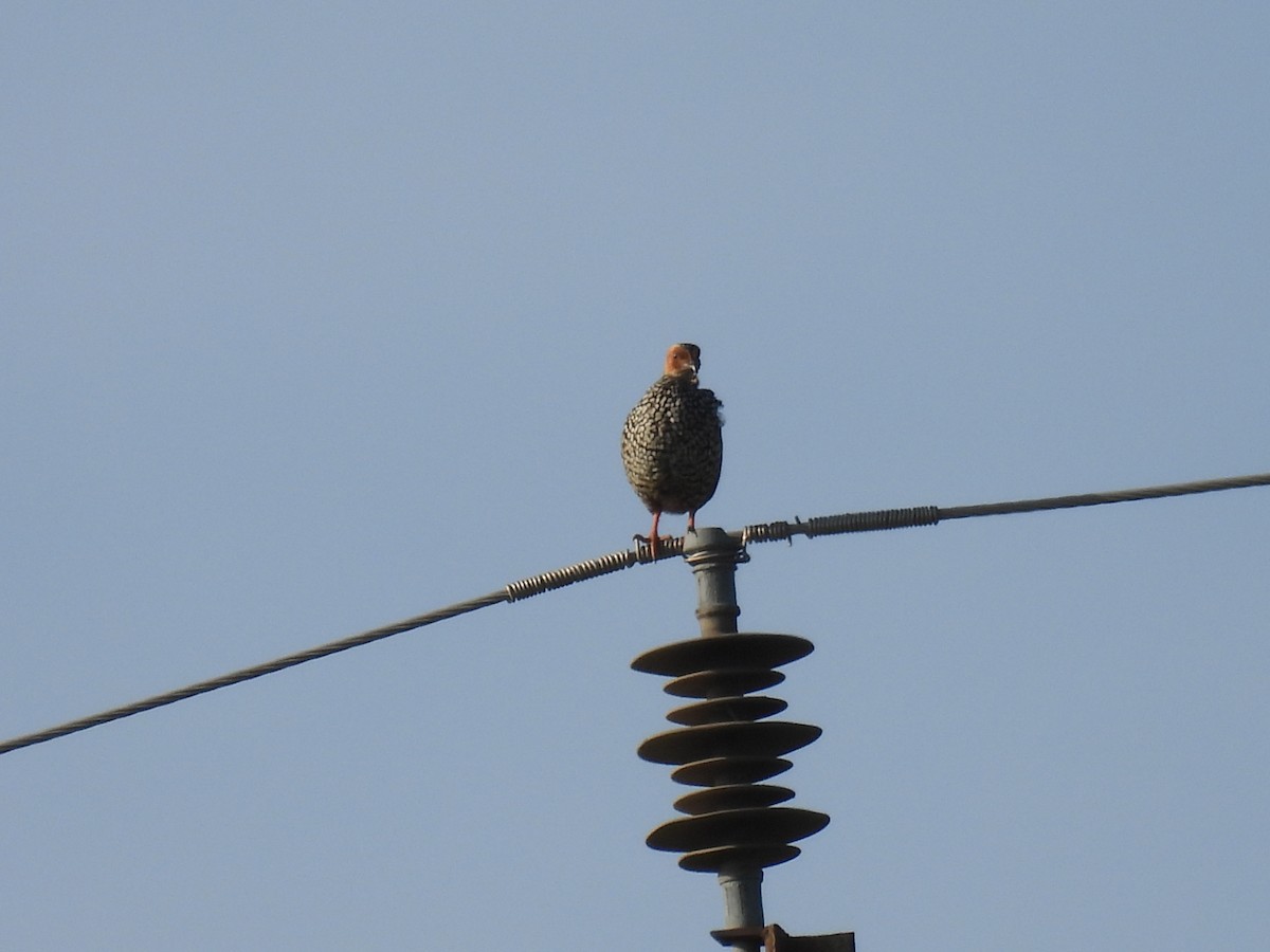 Painted Francolin - ML623792311