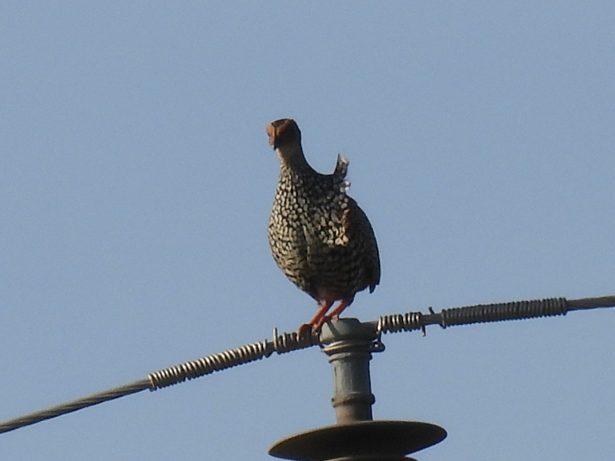 Painted Francolin - ML623792312