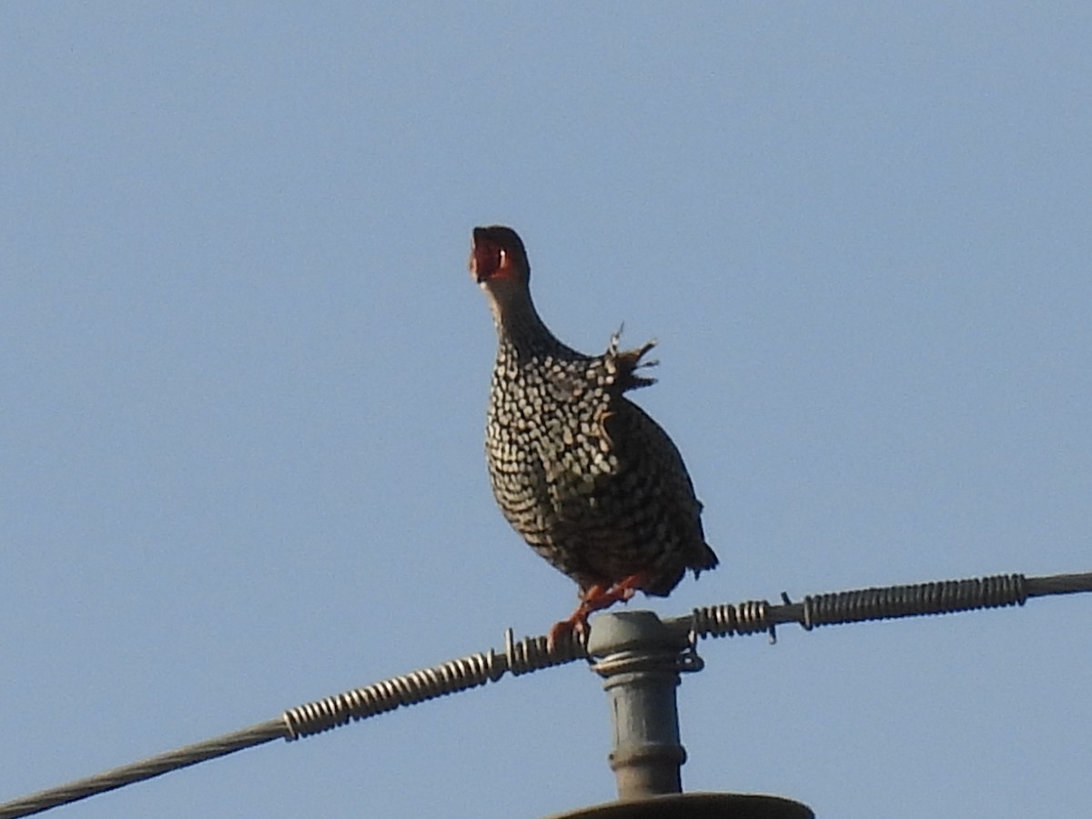 Painted Francolin - ML623792313