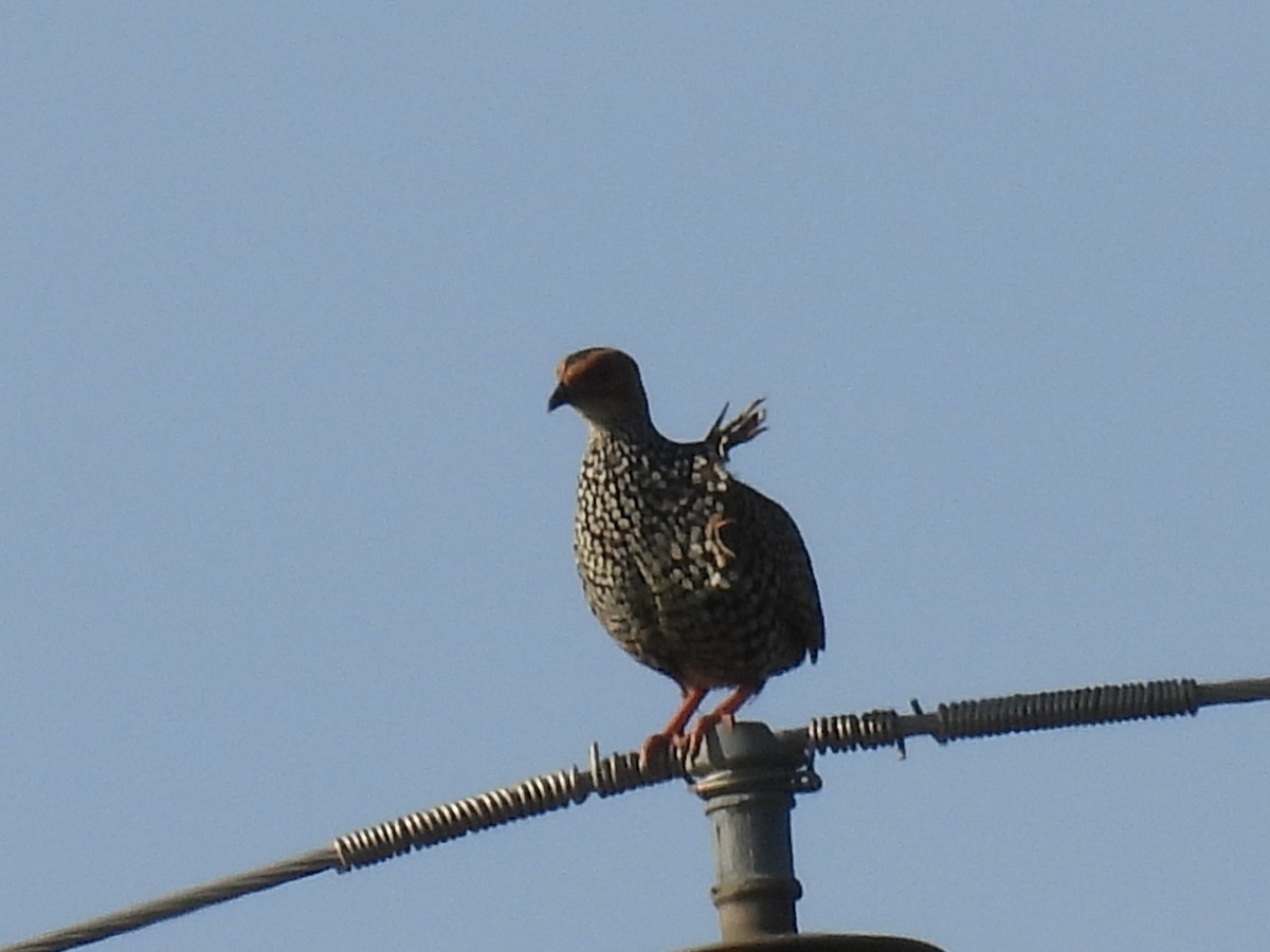 Painted Francolin - ML623792314