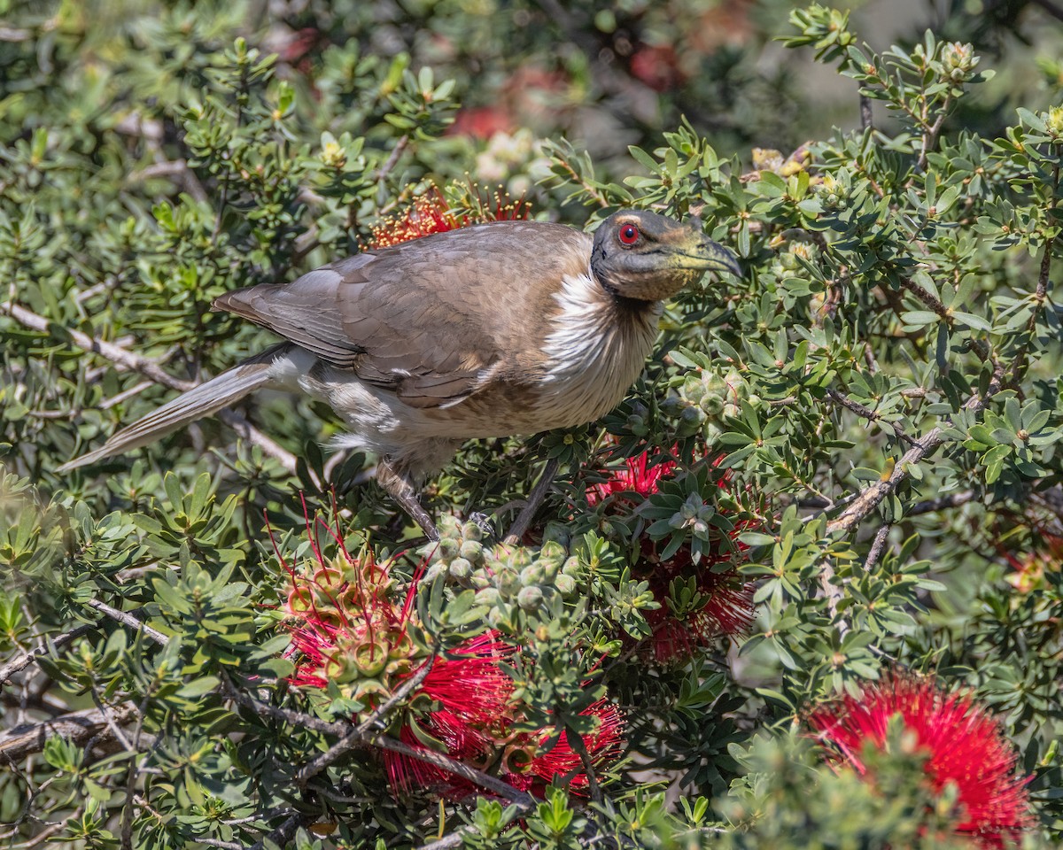 Noisy Friarbird - ML623792338