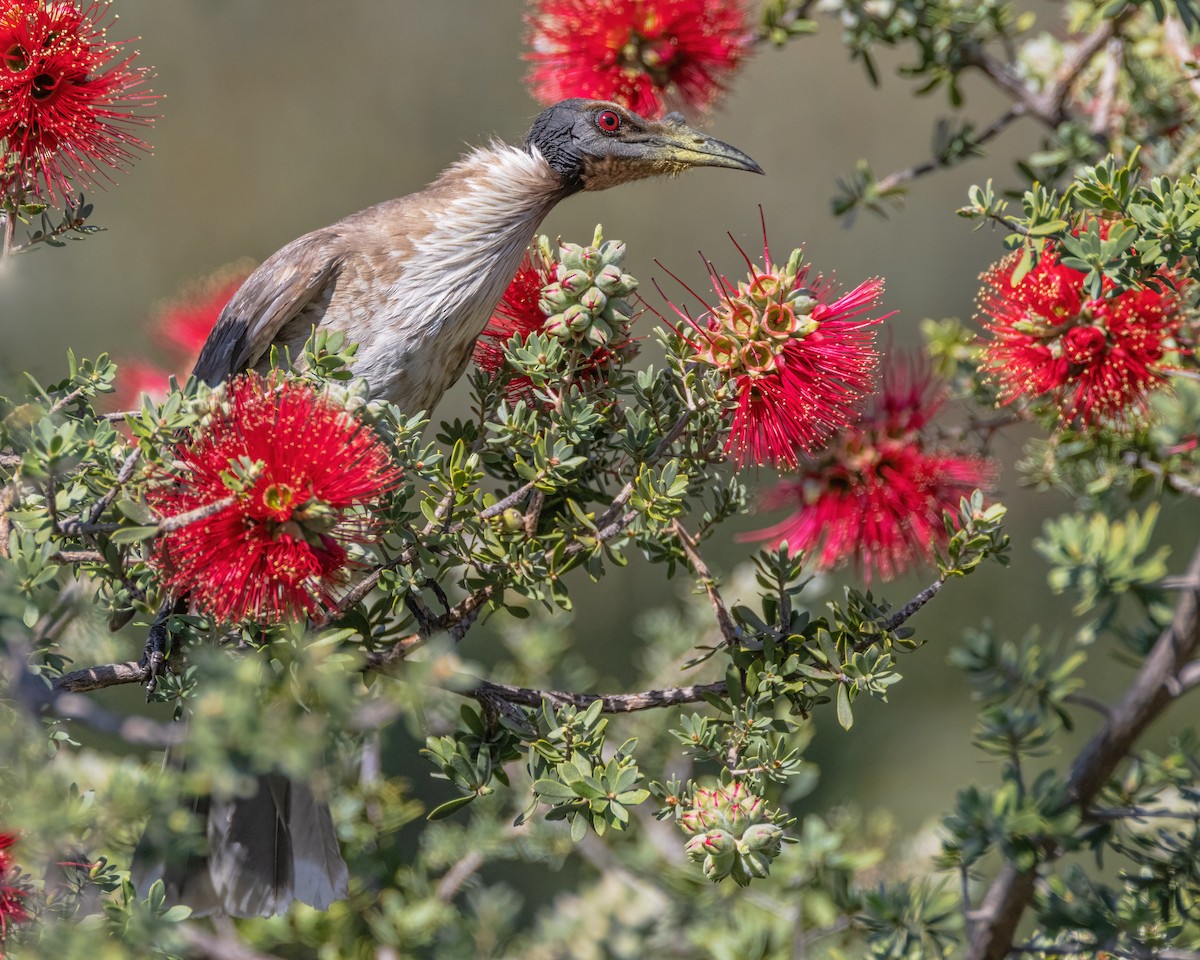 Noisy Friarbird - ML623792339