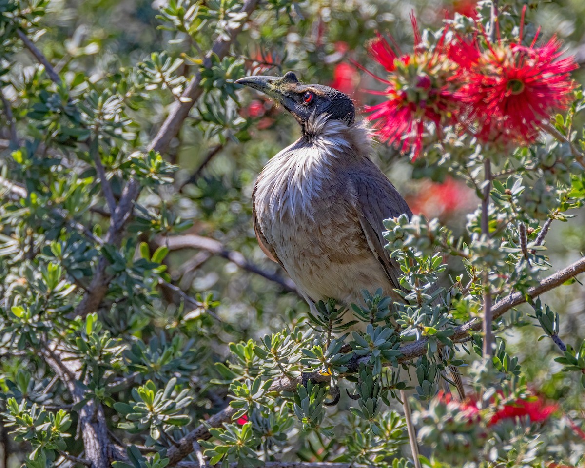Noisy Friarbird - ML623792341