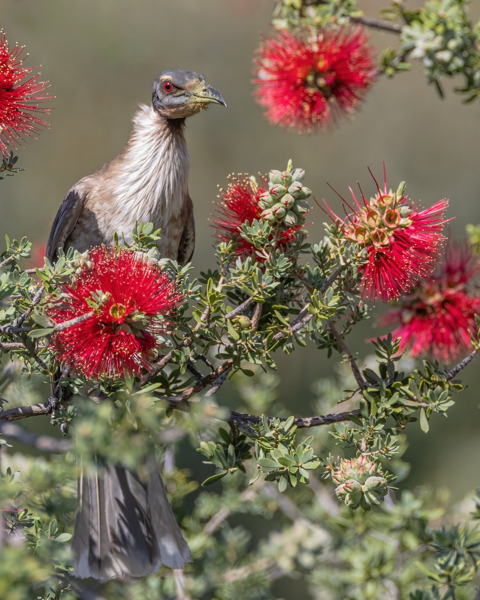 Noisy Friarbird - ML623792342