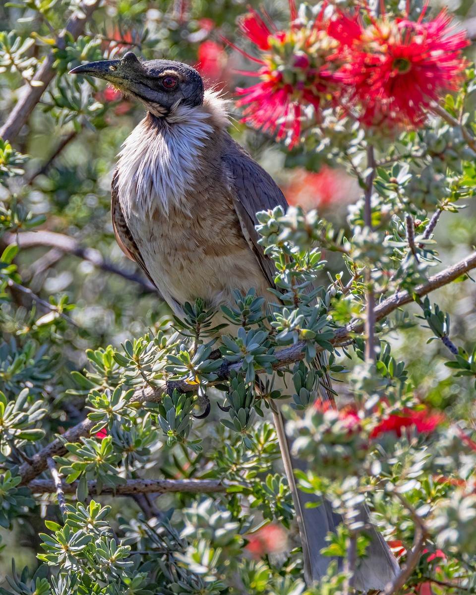 Noisy Friarbird - ML623792343