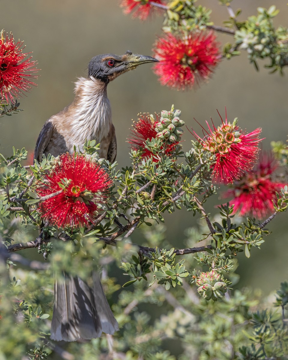 Noisy Friarbird - ML623792344