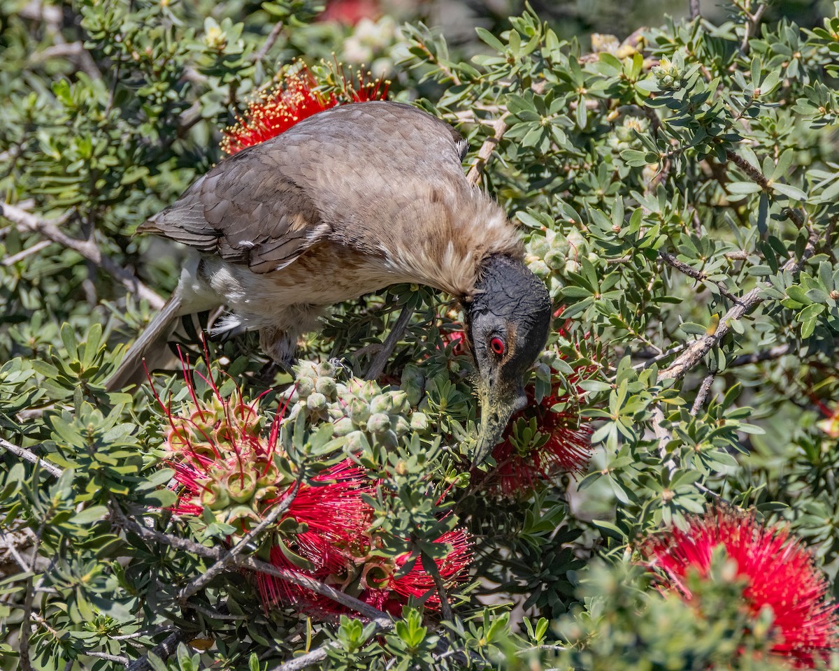 Noisy Friarbird - ML623792345