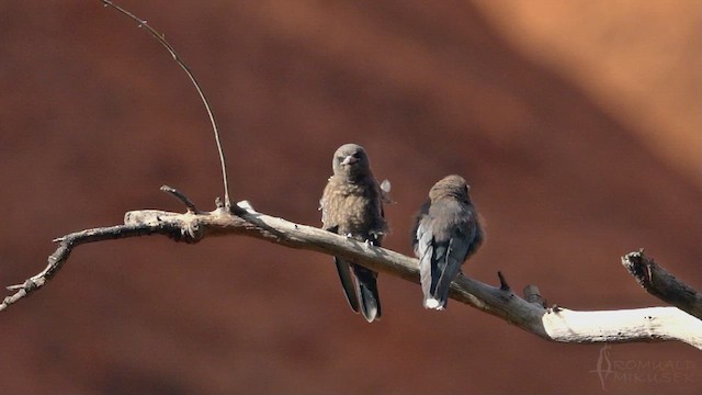 Little Woodswallow - ML623792353