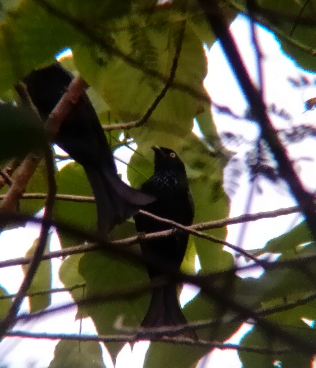 Hair-crested Drongo (Javan) - ML623792390