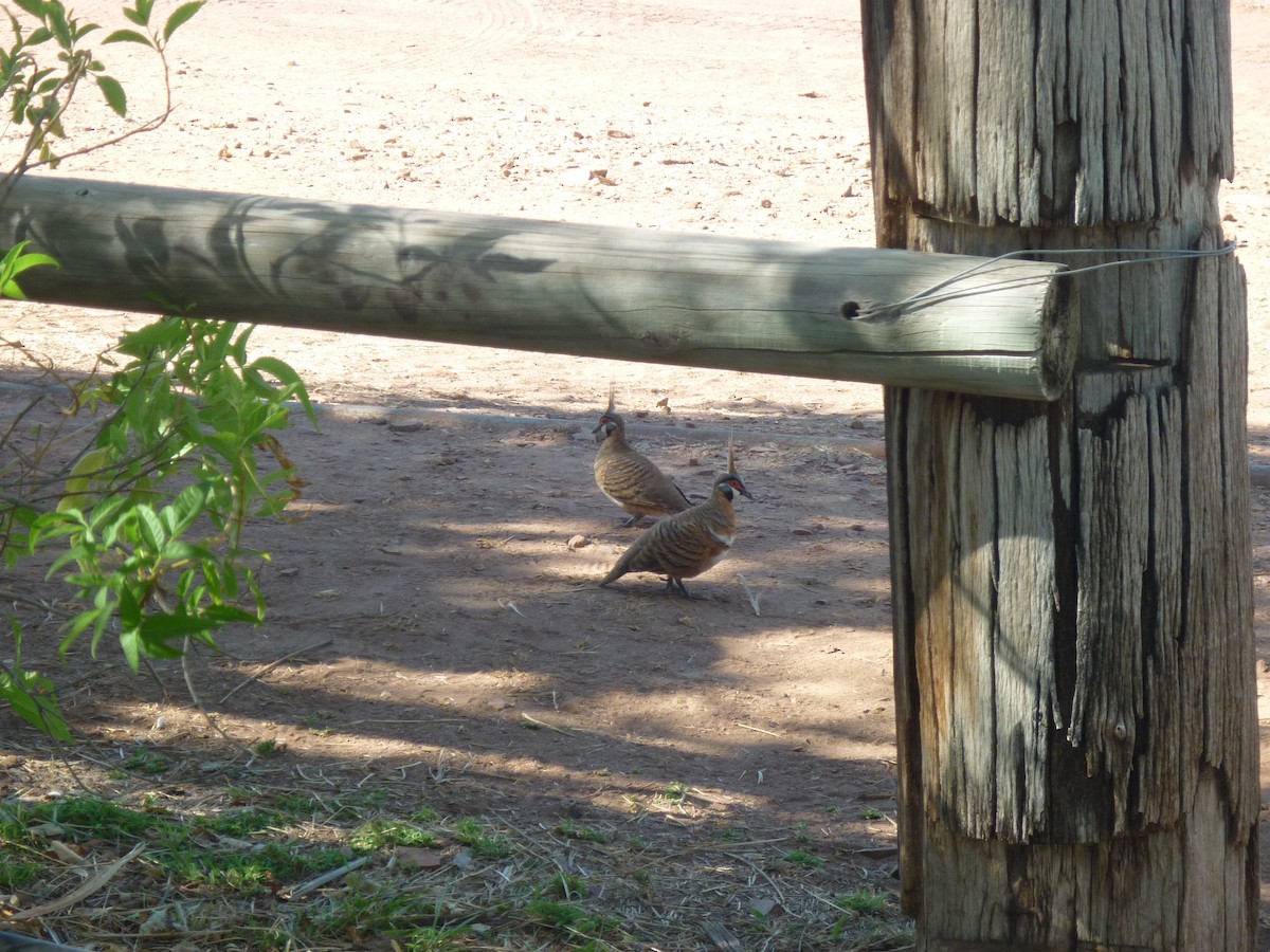 Spinifex Pigeon - ML623792395