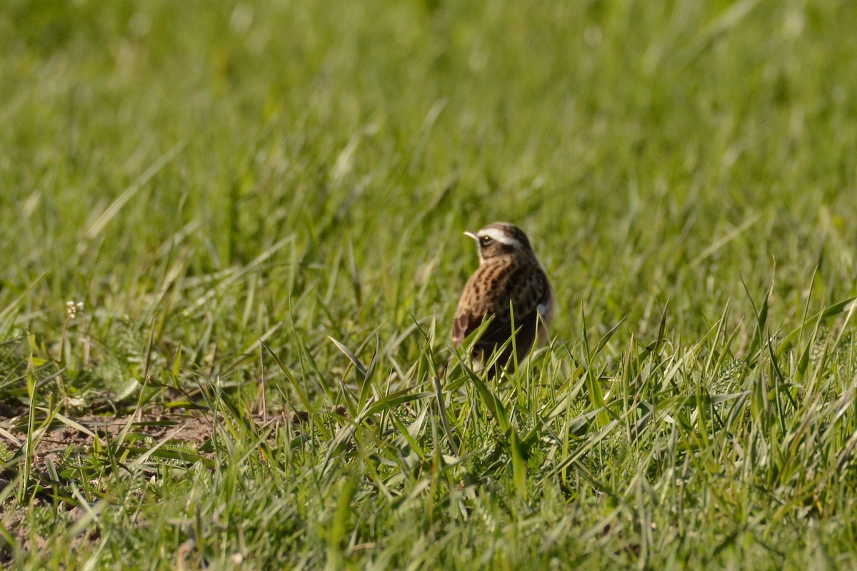 Whinchat - ML623792406