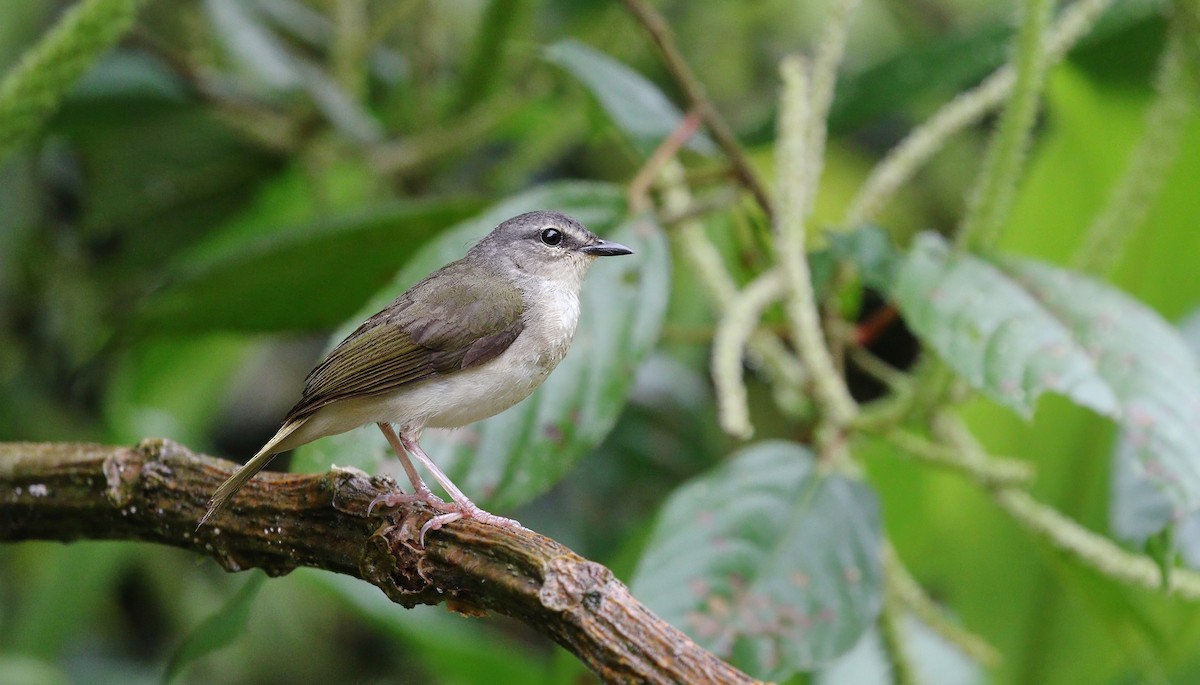 Riverbank Warbler - ML623792407