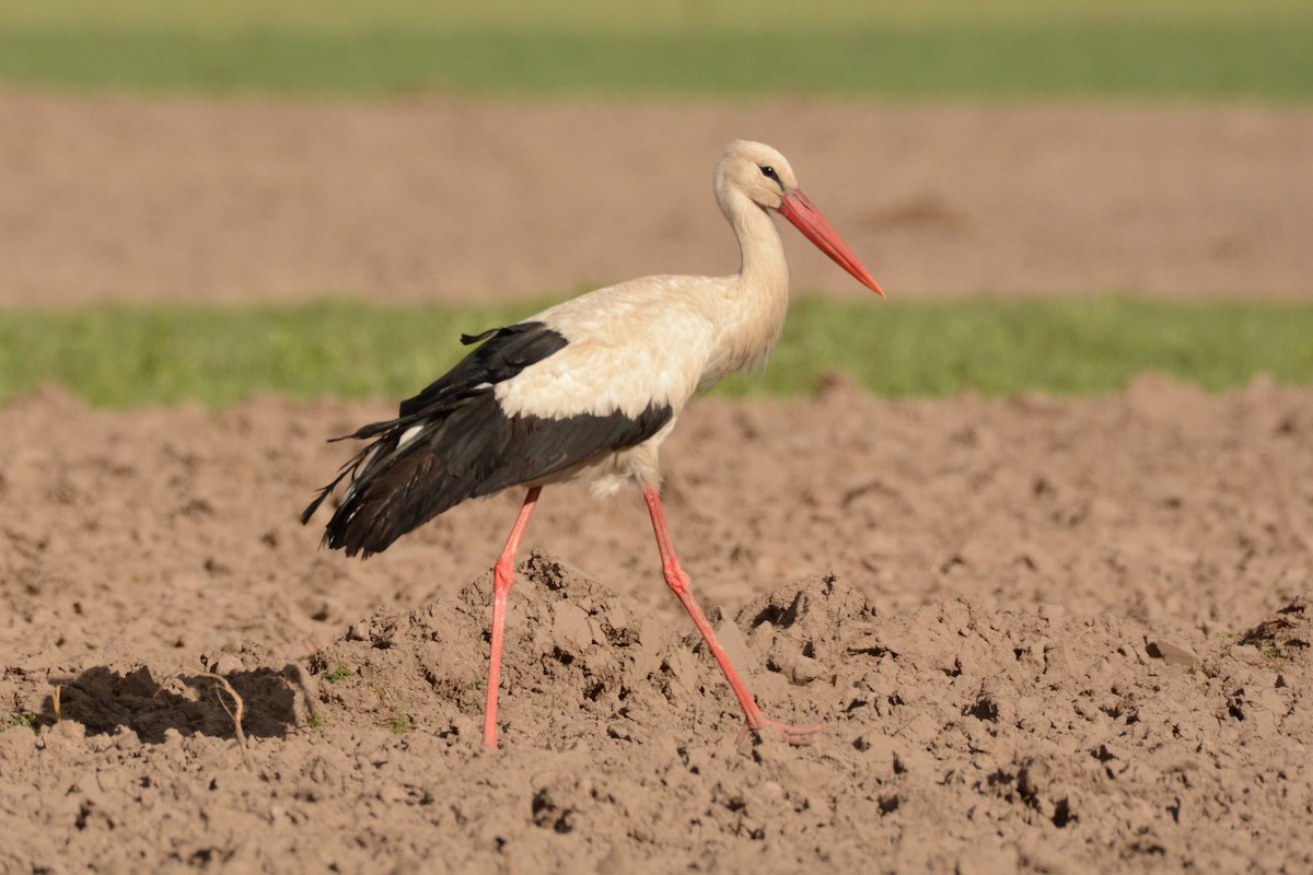 White Stork - Igor Długosz