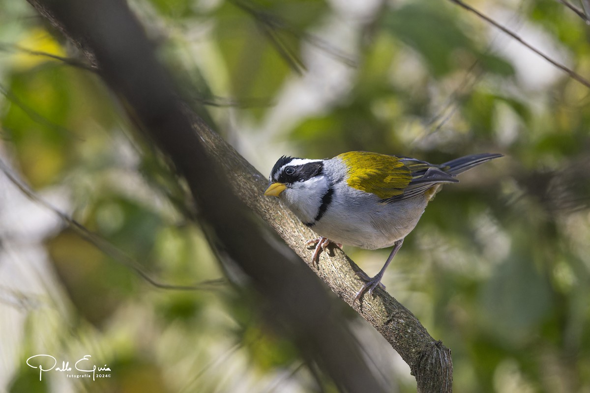 Moss-backed Sparrow - ML623792420