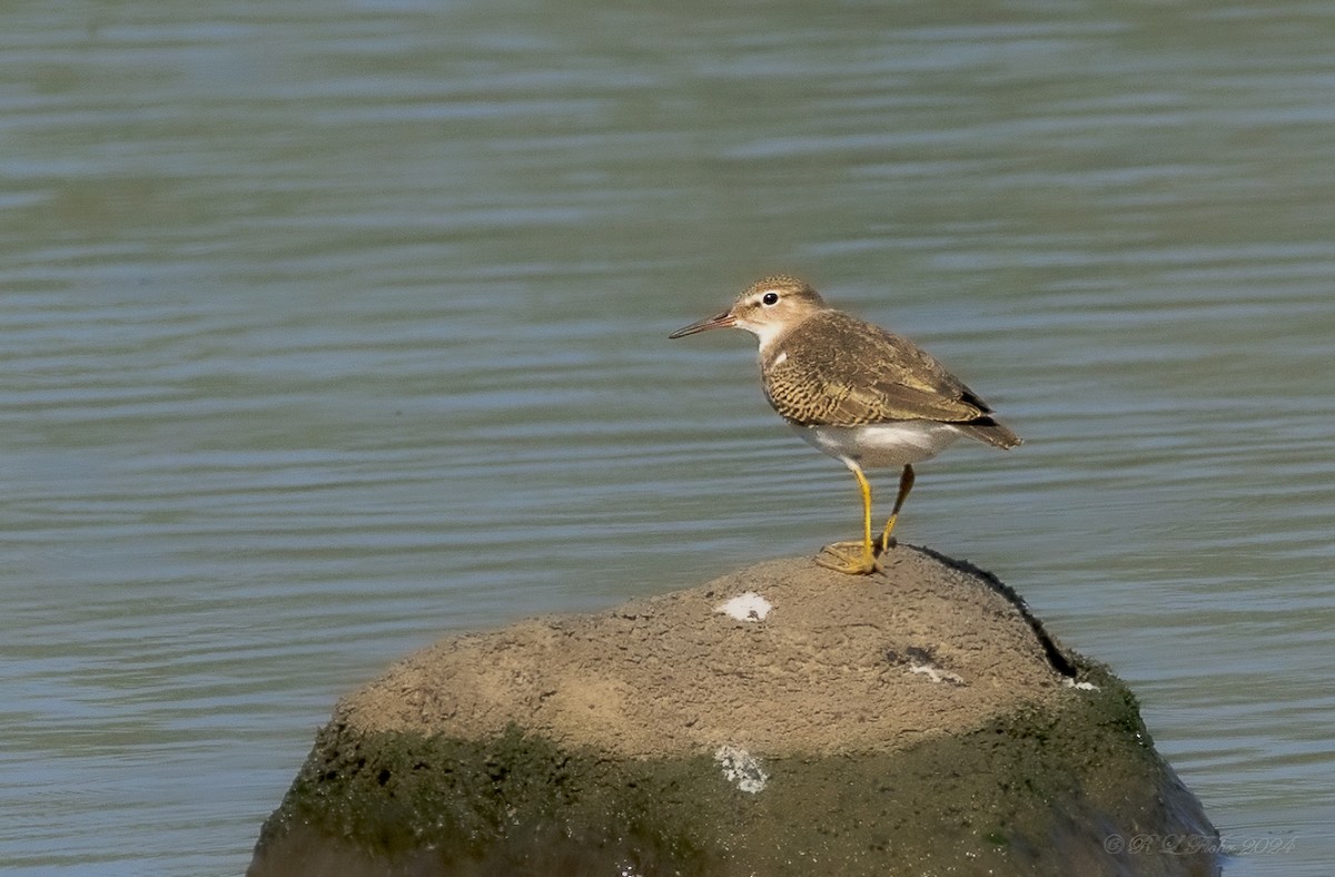 Spotted Sandpiper - ML623792481