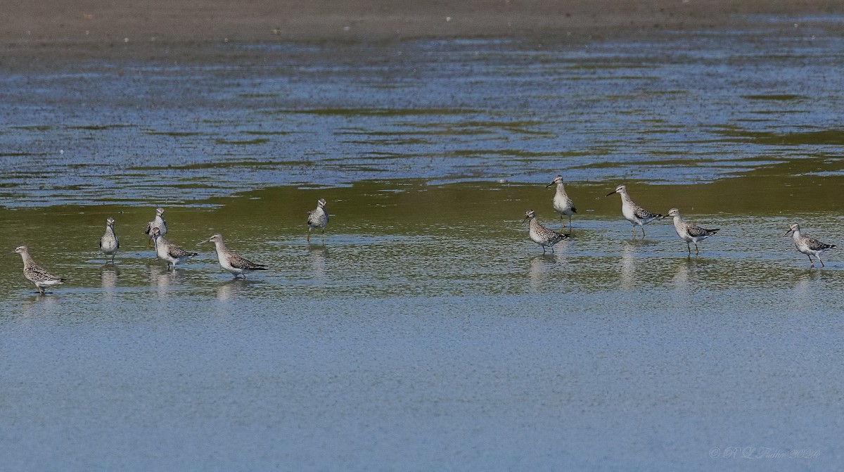 Stilt Sandpiper - ML623792484