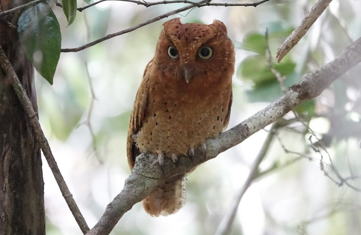 Sokoke Scops-Owl - Martin Brookes