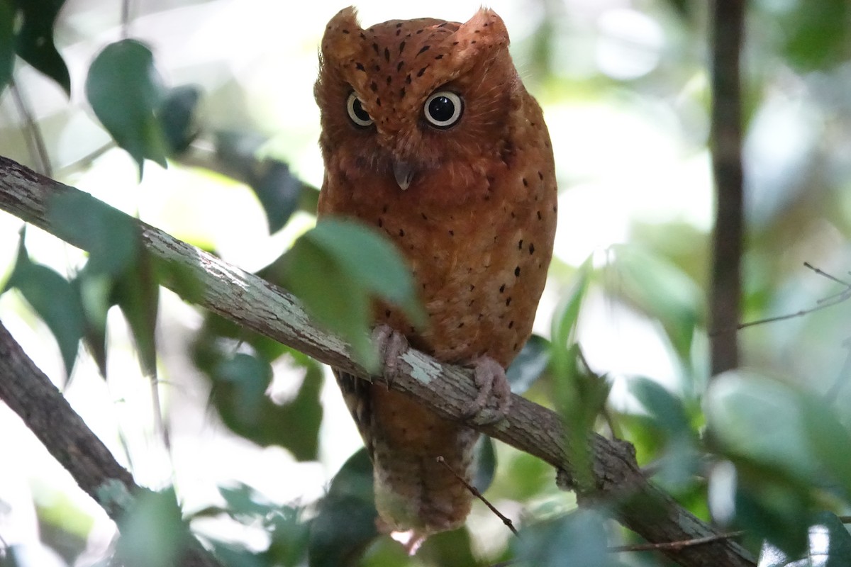 Sokoke Scops-Owl - ML623792486