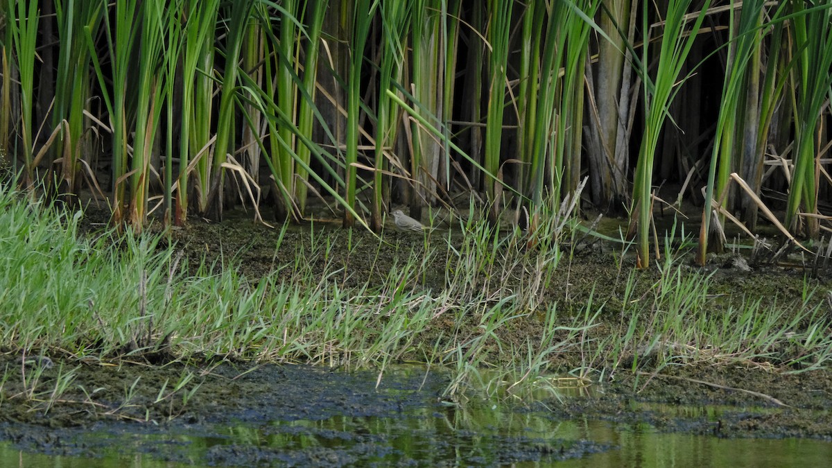 Gray Wagtail - Hakan Dolek