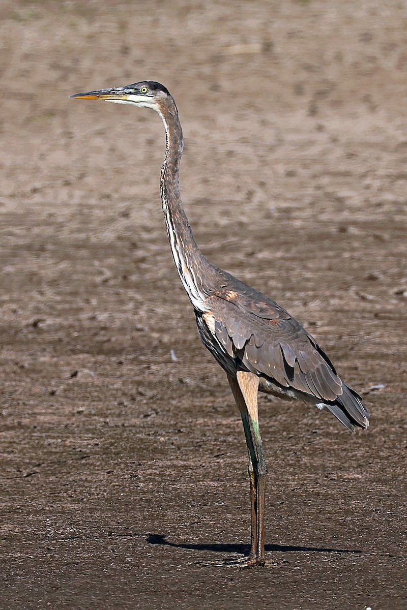 Great Blue Heron - ML623792492