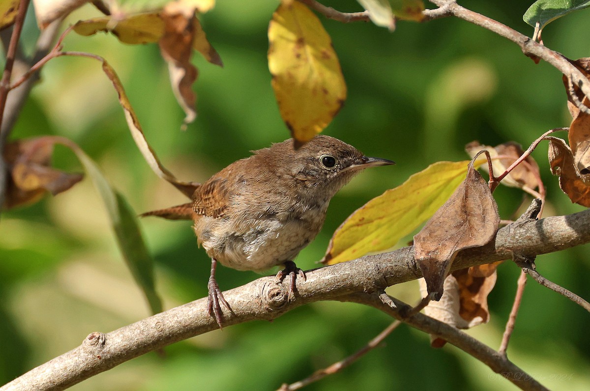 House Wren - ML623792499