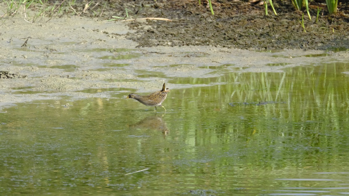 chřástal kropenatý - ML623792509