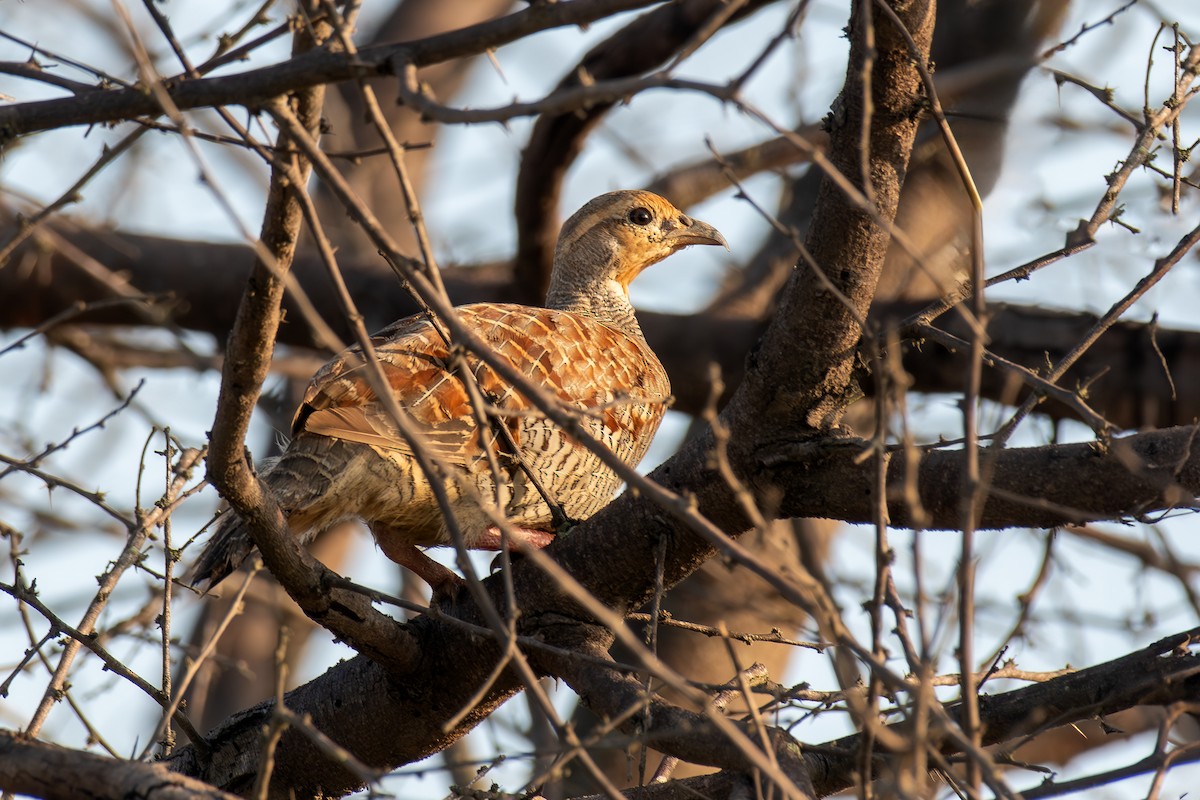 Gray Francolin - ML623792513