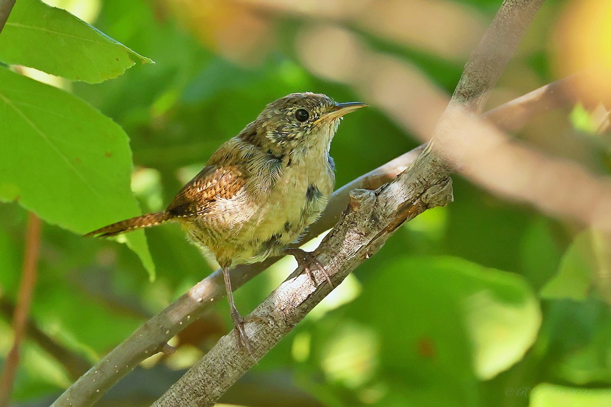 House Wren - ML623792517